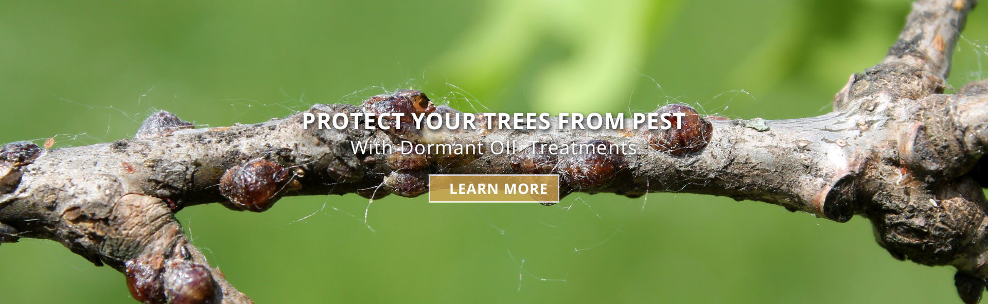 dormant oil treatment