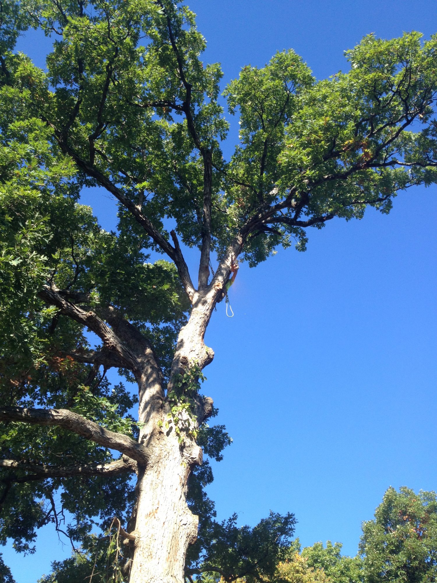 Tree climbing - Tree