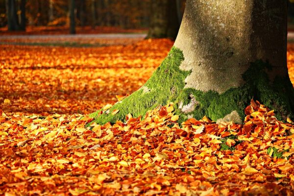 Autumn - Autumn leaf color