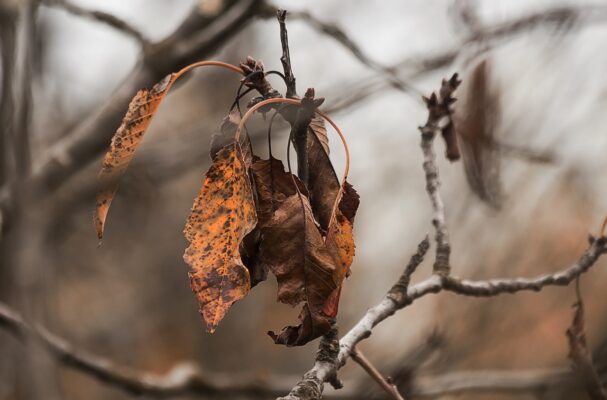 Leaf - Tree