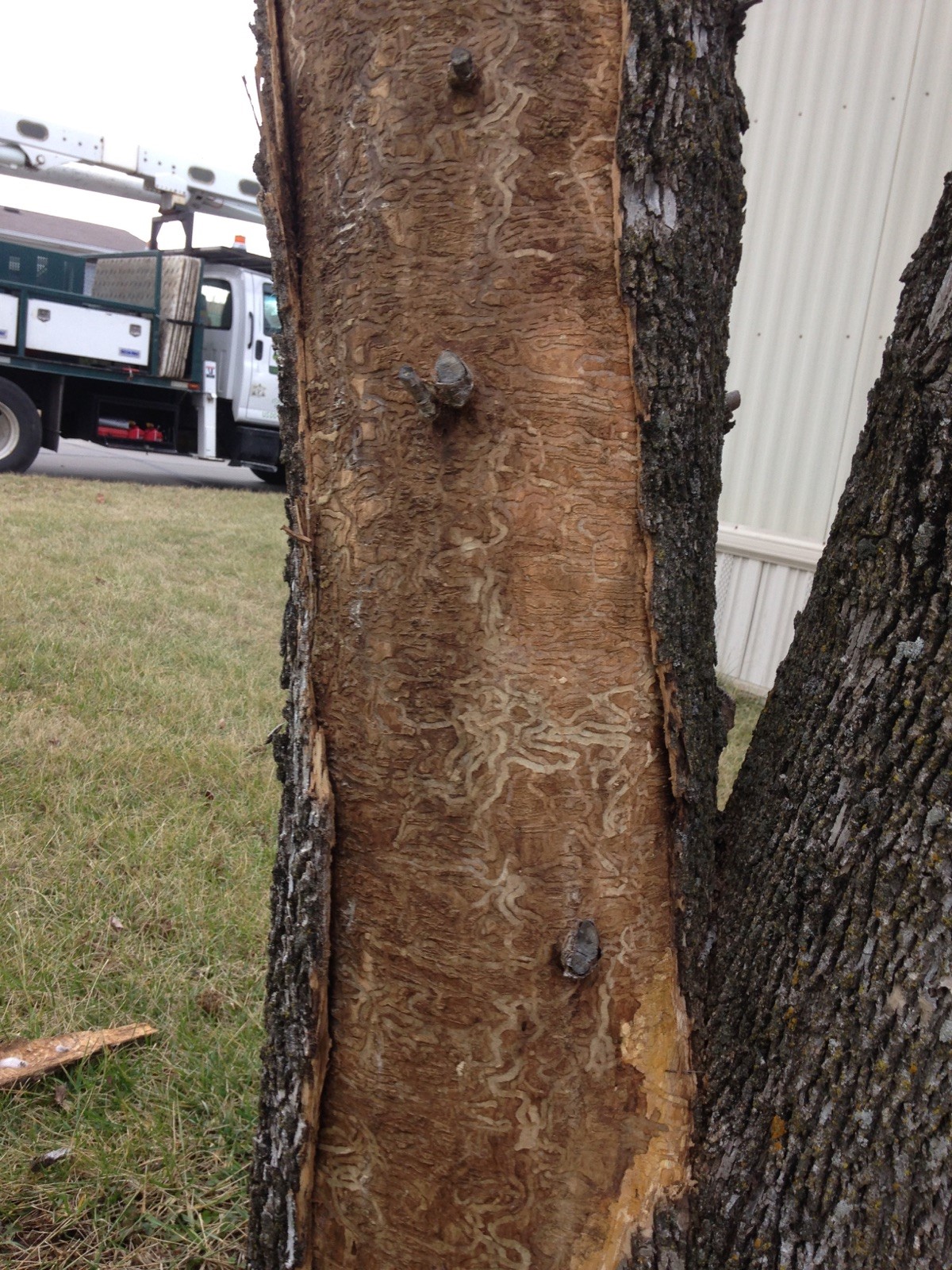 Woodboring beetle - Tree