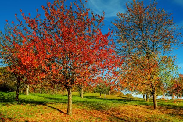 Tree - Autumn