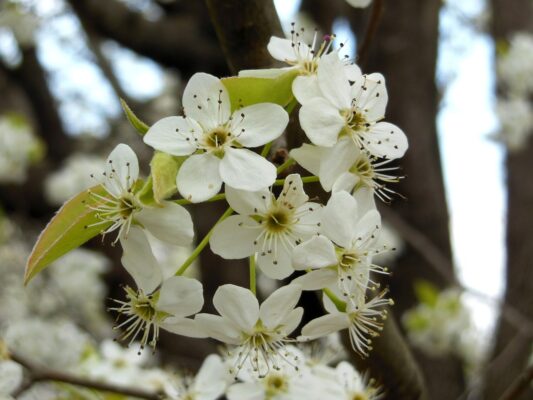 Callery pear - Flowering plant