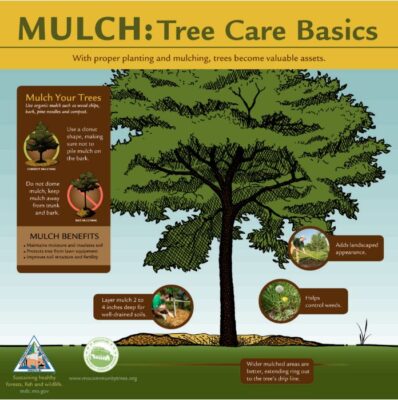 Tree - Mulch