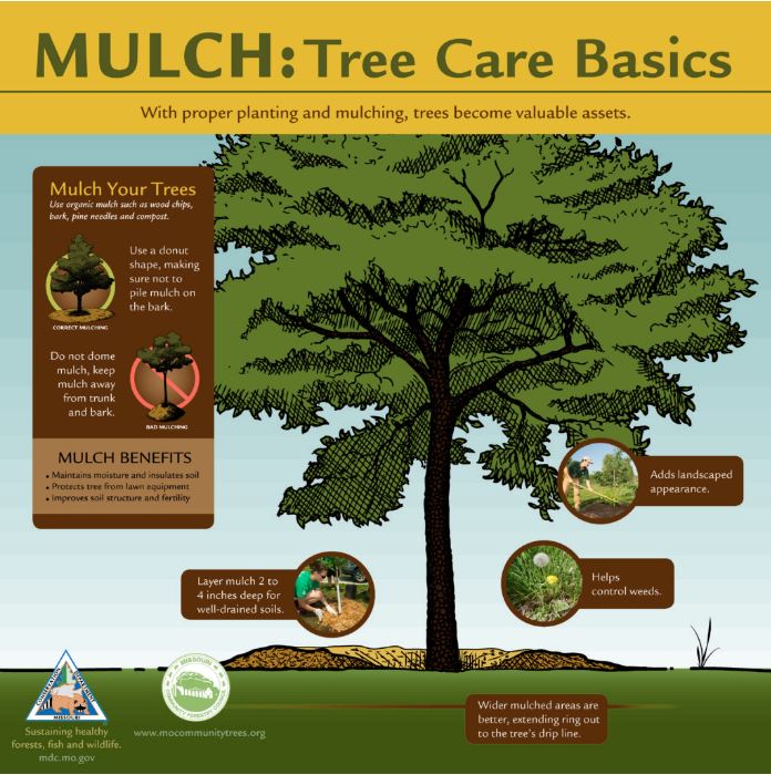 Tree Mulching Services: Mulch Magic 2