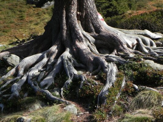 Root - Tree