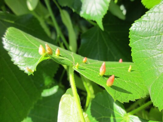 Tilia cordata - Leaf