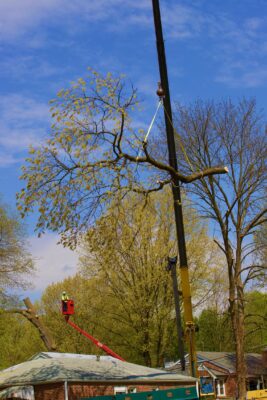 Tree - Hansen's Tree Service