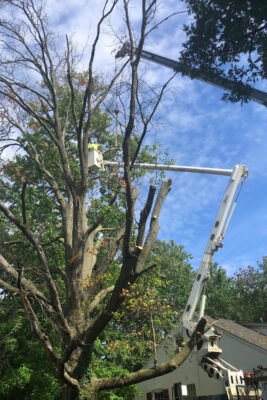 Tree - Hansen's Tree Service