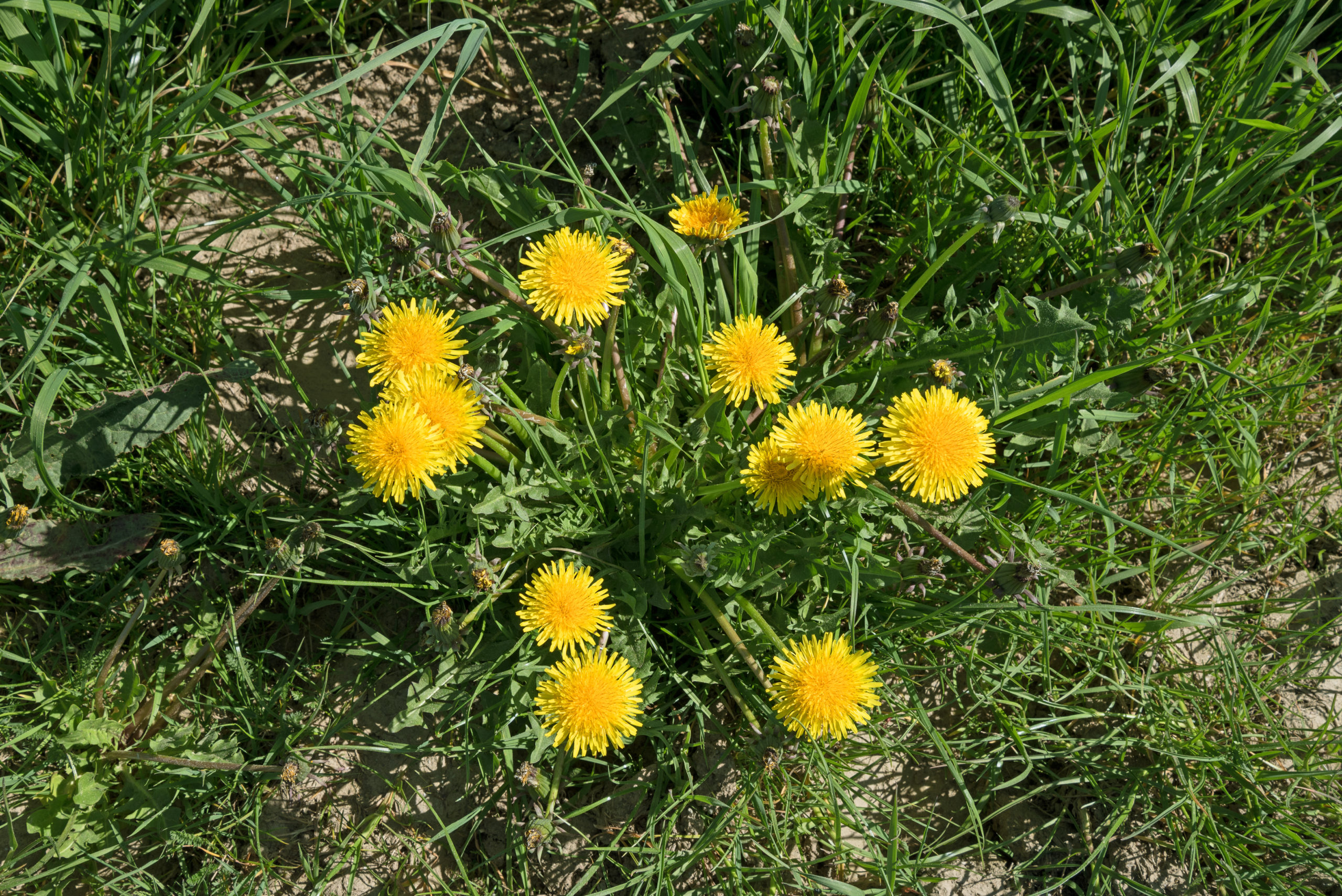 Grass - Weed