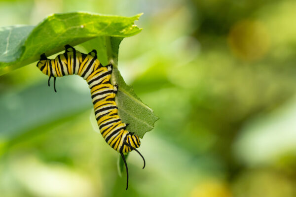 Butterflies - Monarch butterfly