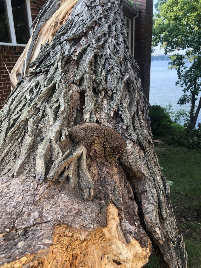 tree rot