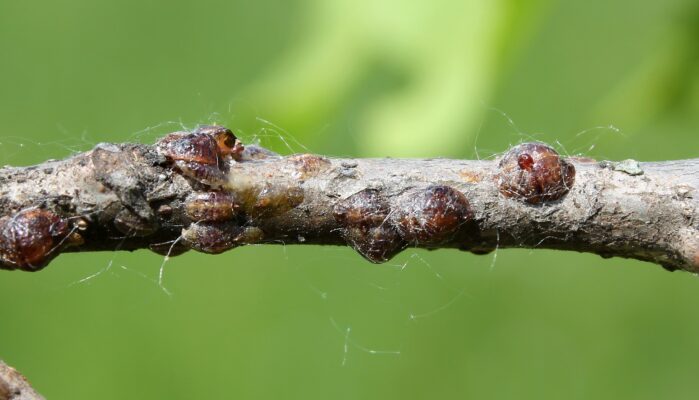Scale insect - Pest