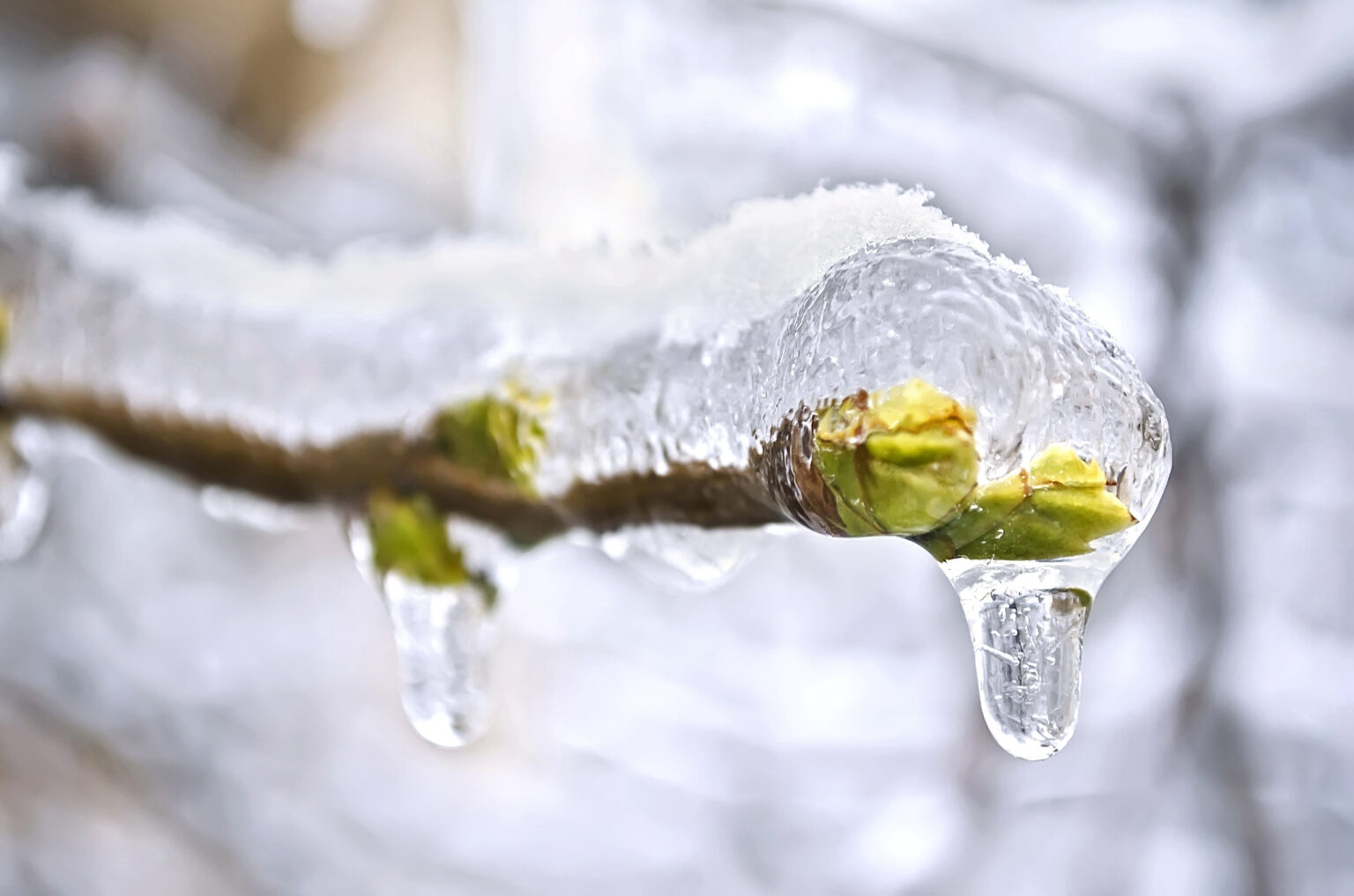 4 Tips To Limit LongTerm Damage When Trees Bud Early
