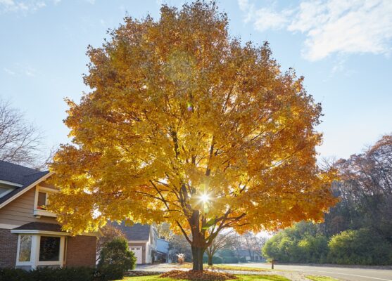 abnormal leaf changes