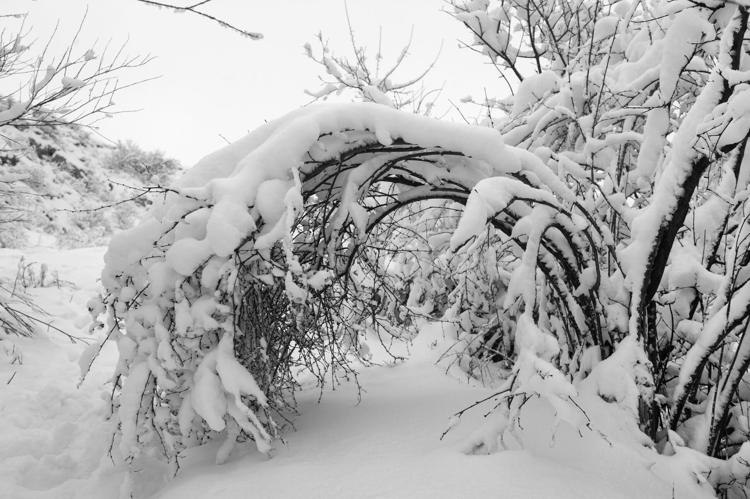 winter tree damage