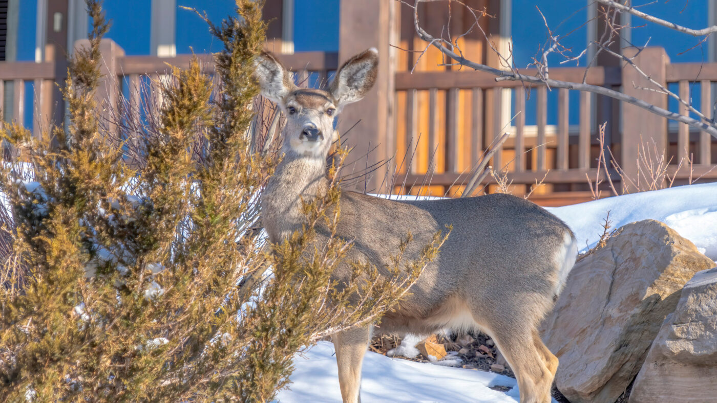 5 Tips For Protecting Trees From Animal Damage All Year Long 5 Tips For Protecting Trees From Animal Damage All Year Long