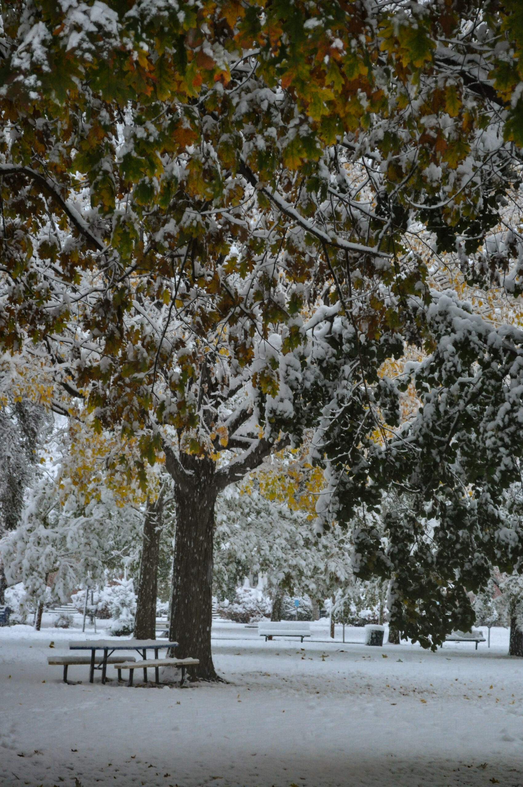 Early Unexpected Autumn Snow Storm