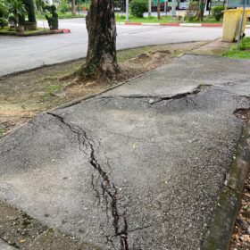 tree roots damaging sidewalk