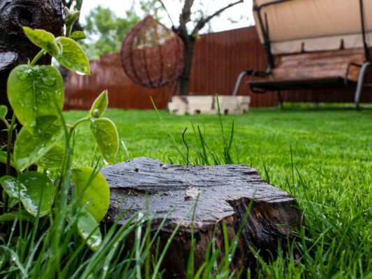 Green grass and wooden stump in the yard