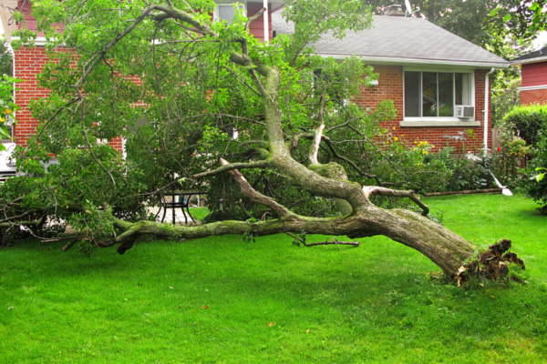 Fallen tree