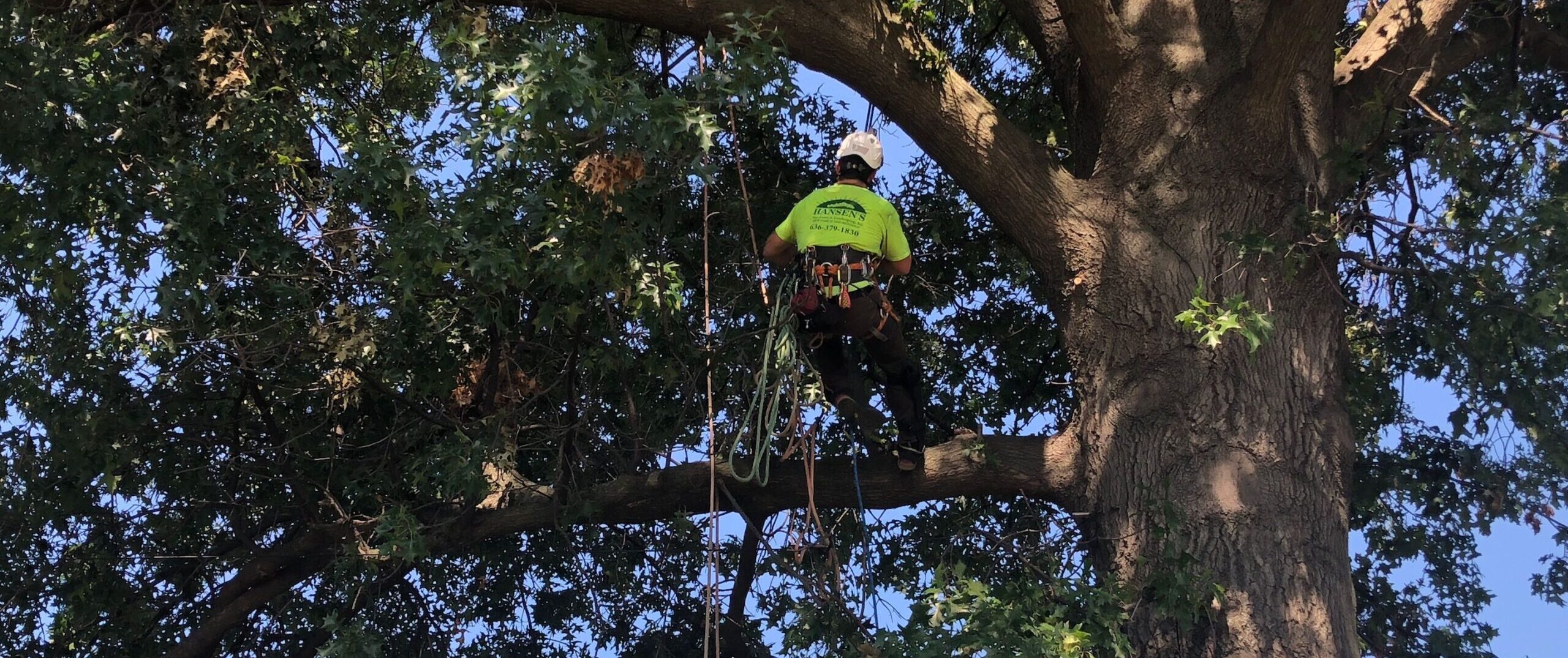 Pruning 101