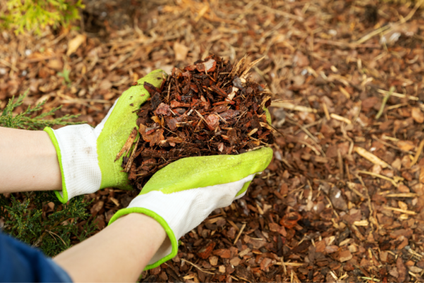 Time To Prepare Your Garden For Fall