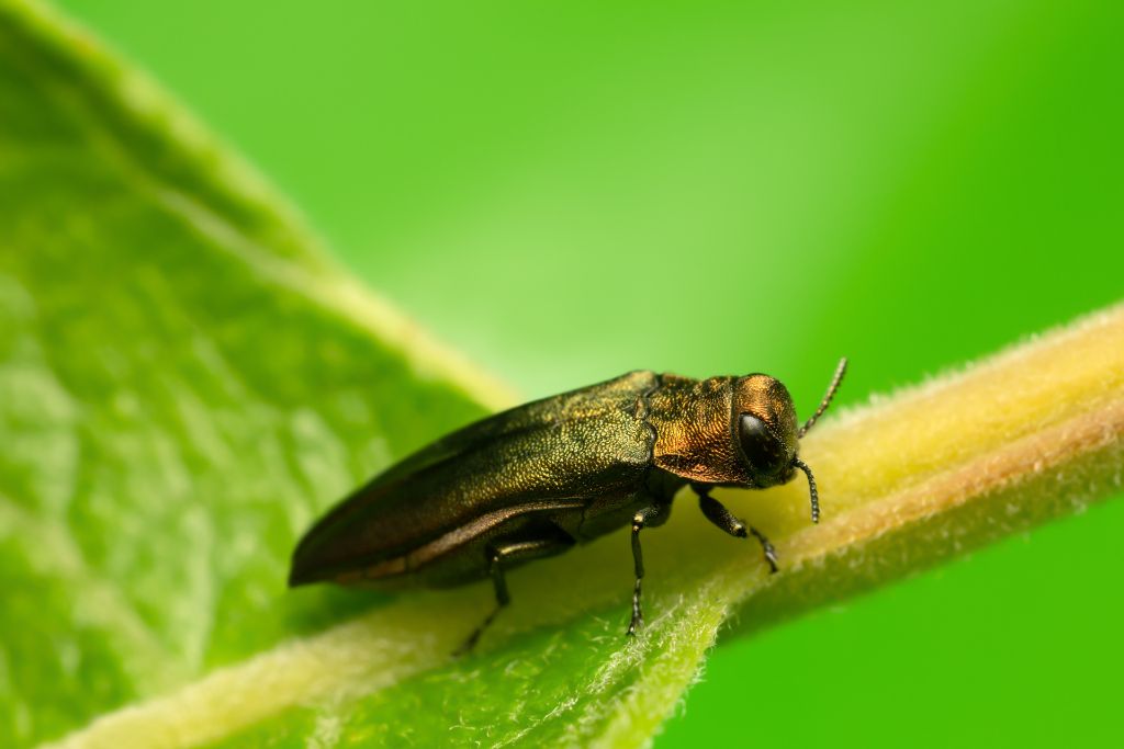 Agrilus Planipennis - The Emerald Ash Borer