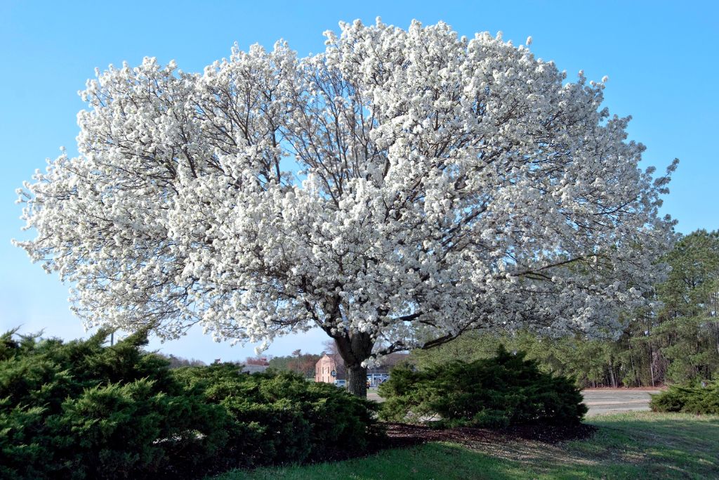 The Flowering Dogwood