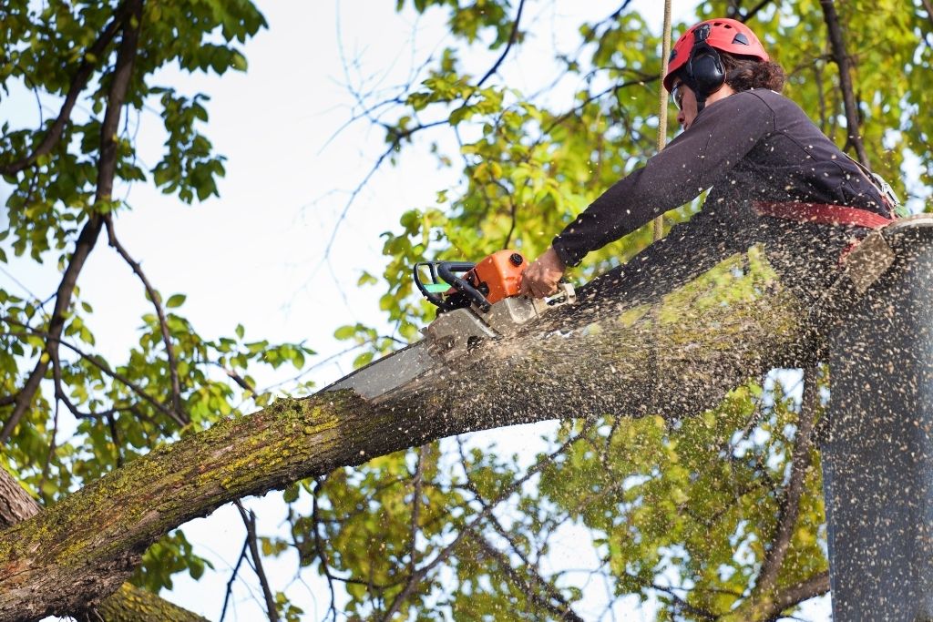 Get Trees Ready For Winter