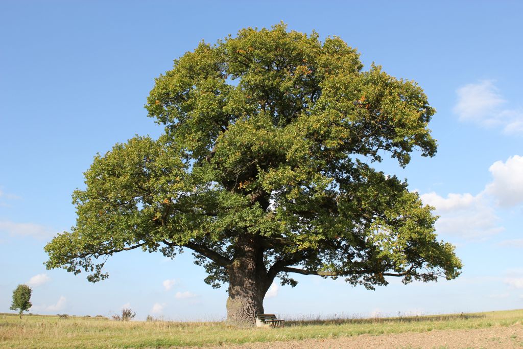 The-Swamp-White-Oak