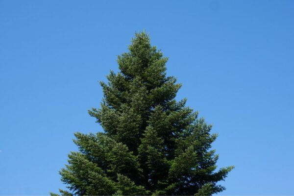 The Norway Spruce