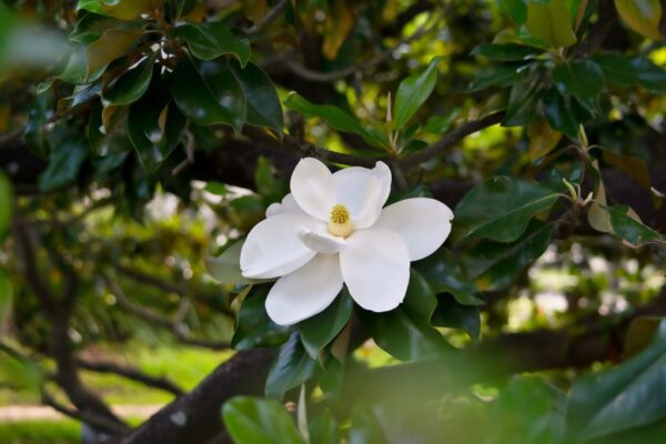 The Southern Magnolia
