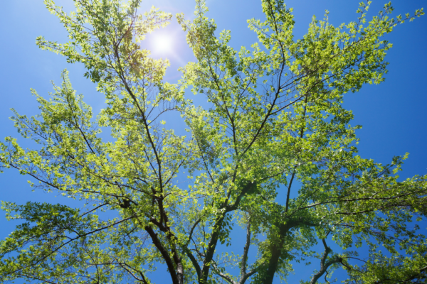 The Lacebark Elm